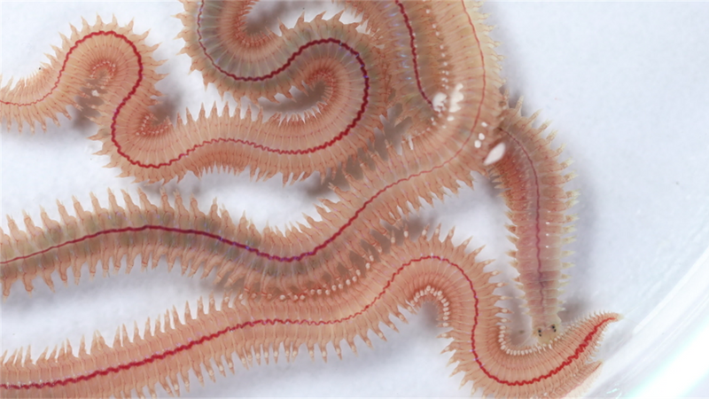 demonstrate ASC’s positive impact on people and planet